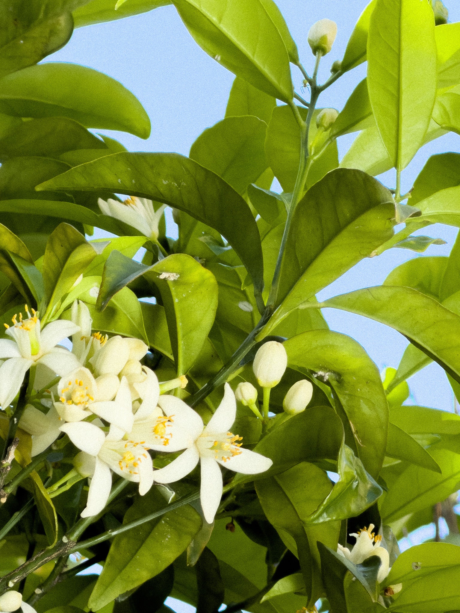 Macro shot of orange blossom flowers blooming in the sky for MarMar Genova