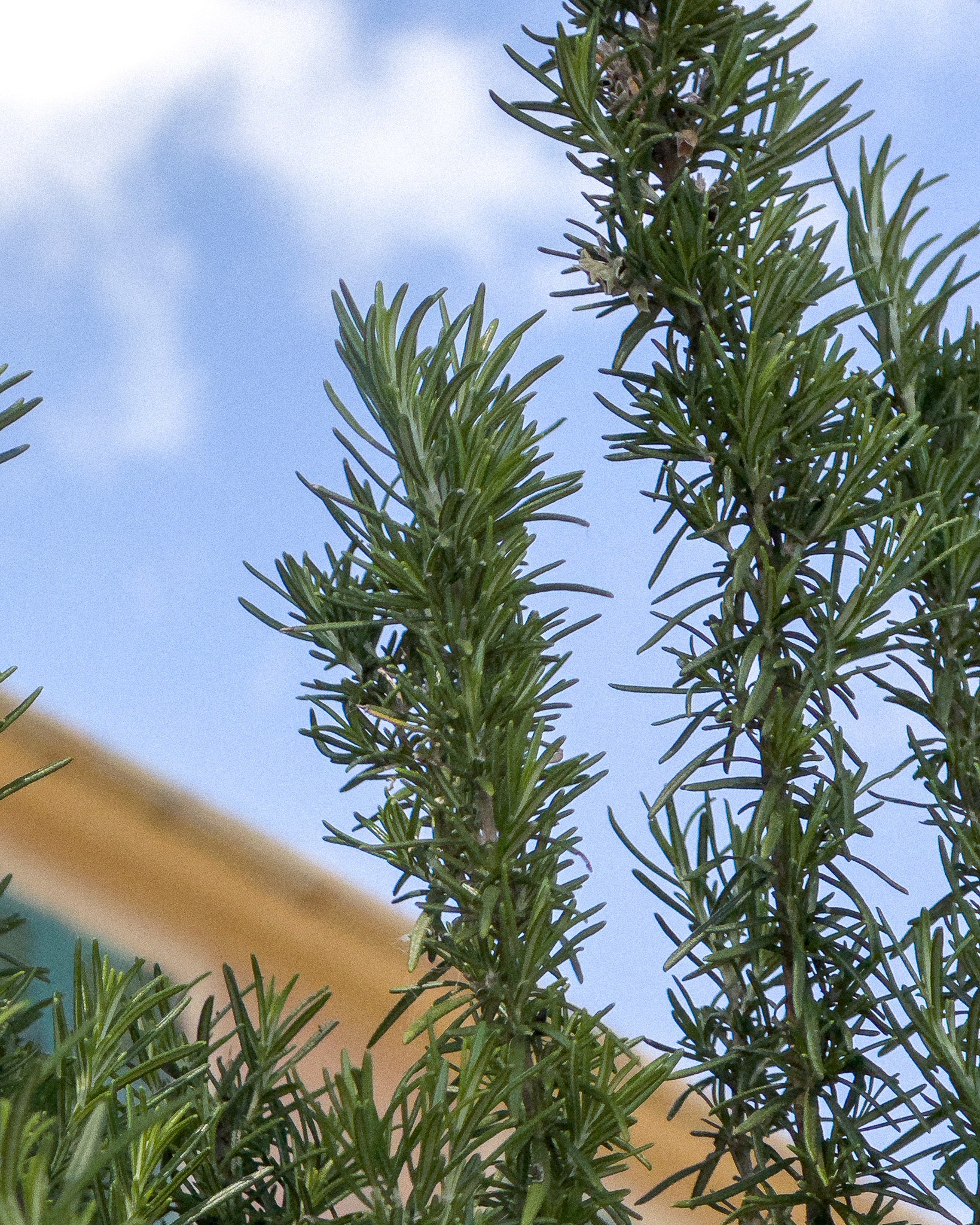 Macro shot of rosemary against a sky backdrop for MarMar Genova