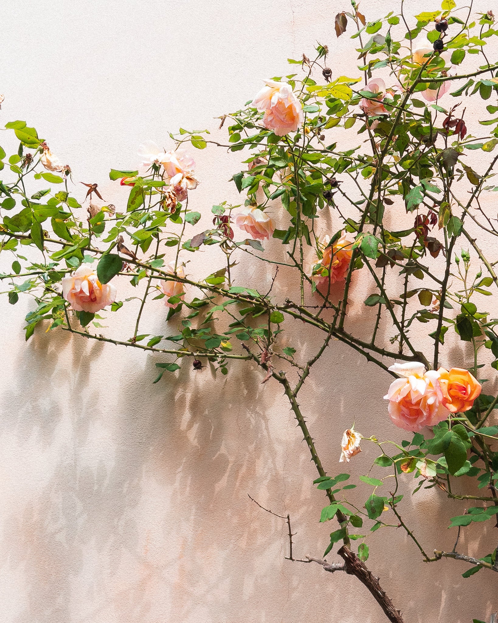 Roses growing against a pale pink wall for MarMar Genova