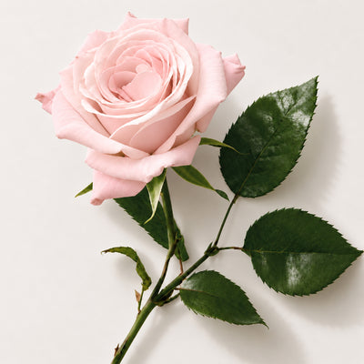 Rosa carnale