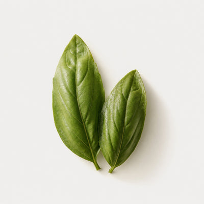 Rosmarino e basilico resinosi