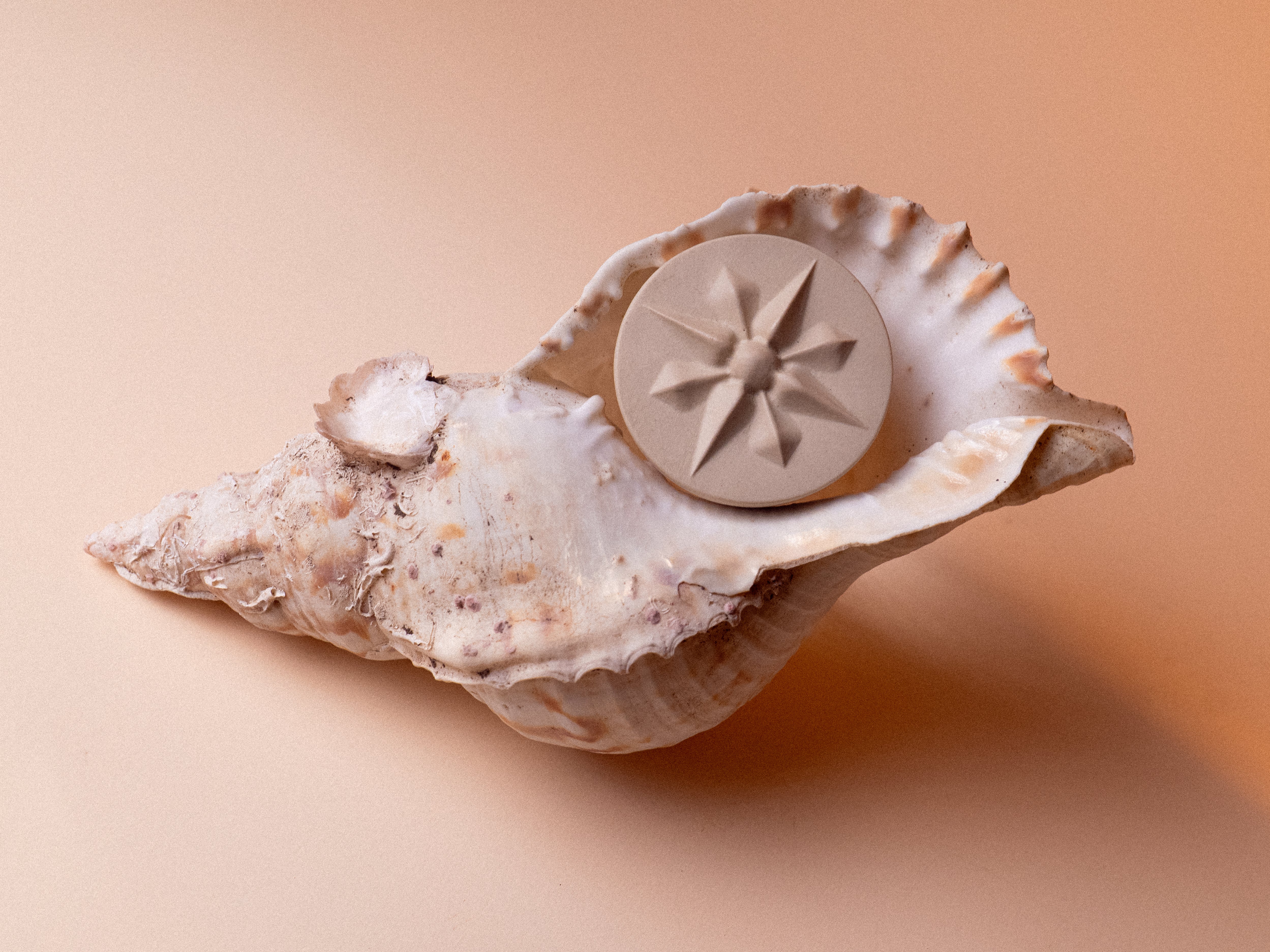 Still life visual of the MarMar Genova grès stoneware beige cap inside of a conch seashell shot by Filippo Fornasini