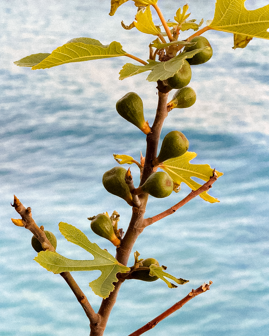 Fig branch against a sea backdrop for MarMar Genova macro ingredient