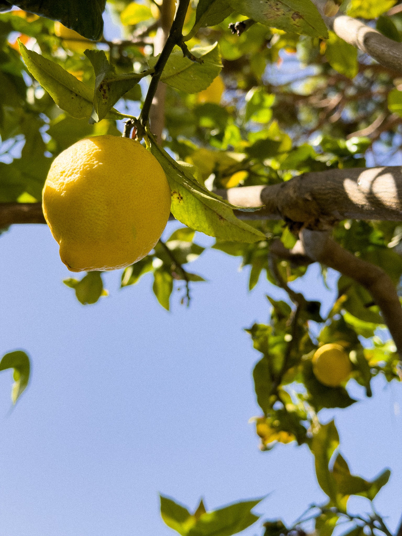 Macro shot of a ripe lemon on a tree on a sunny blue sky day for MarMar Genova