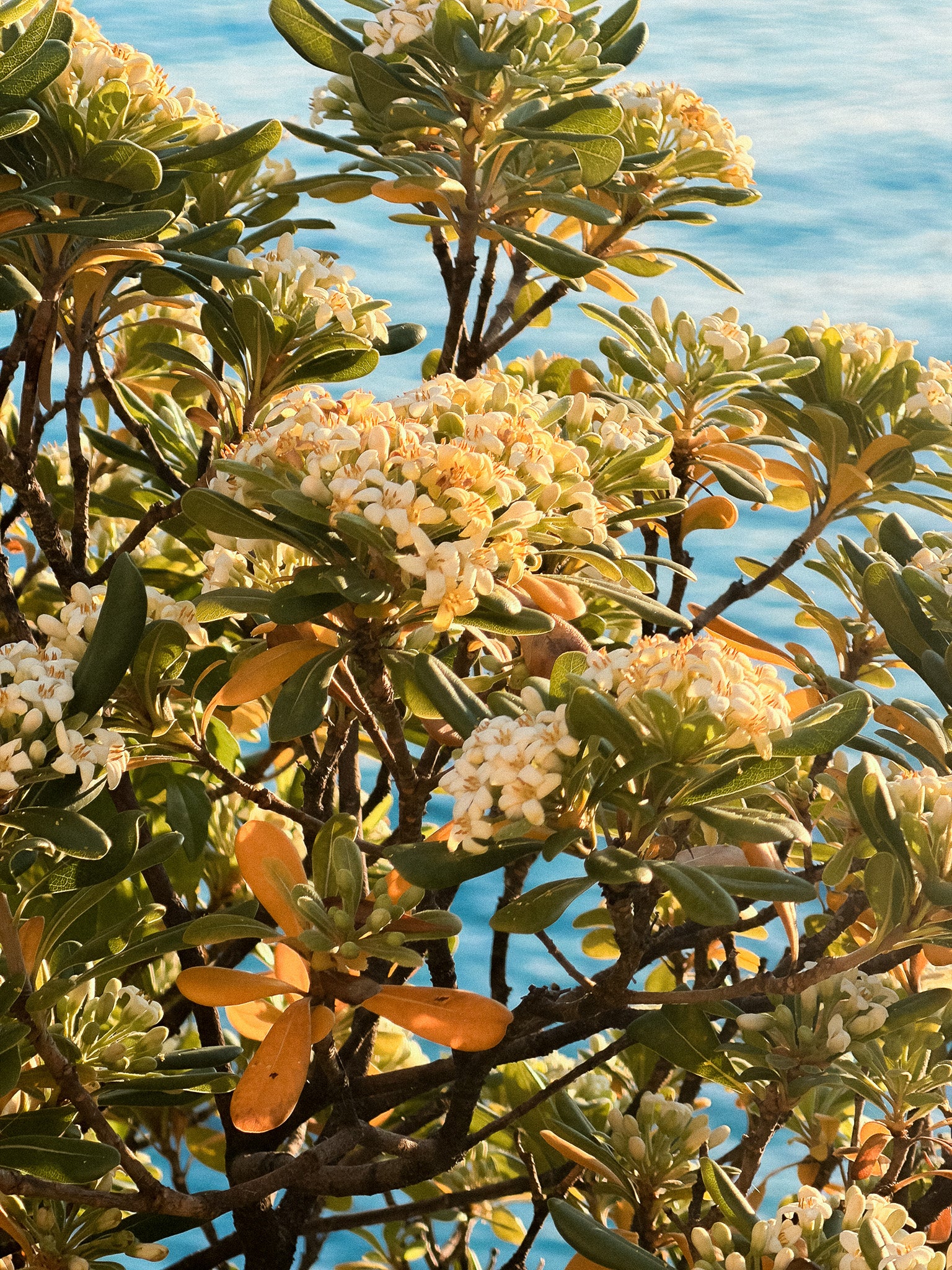 Macro shot of pittosporum flowers blooming at sunset by the sea for MarMar Genova